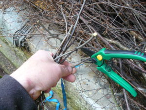 secateurs and twigs